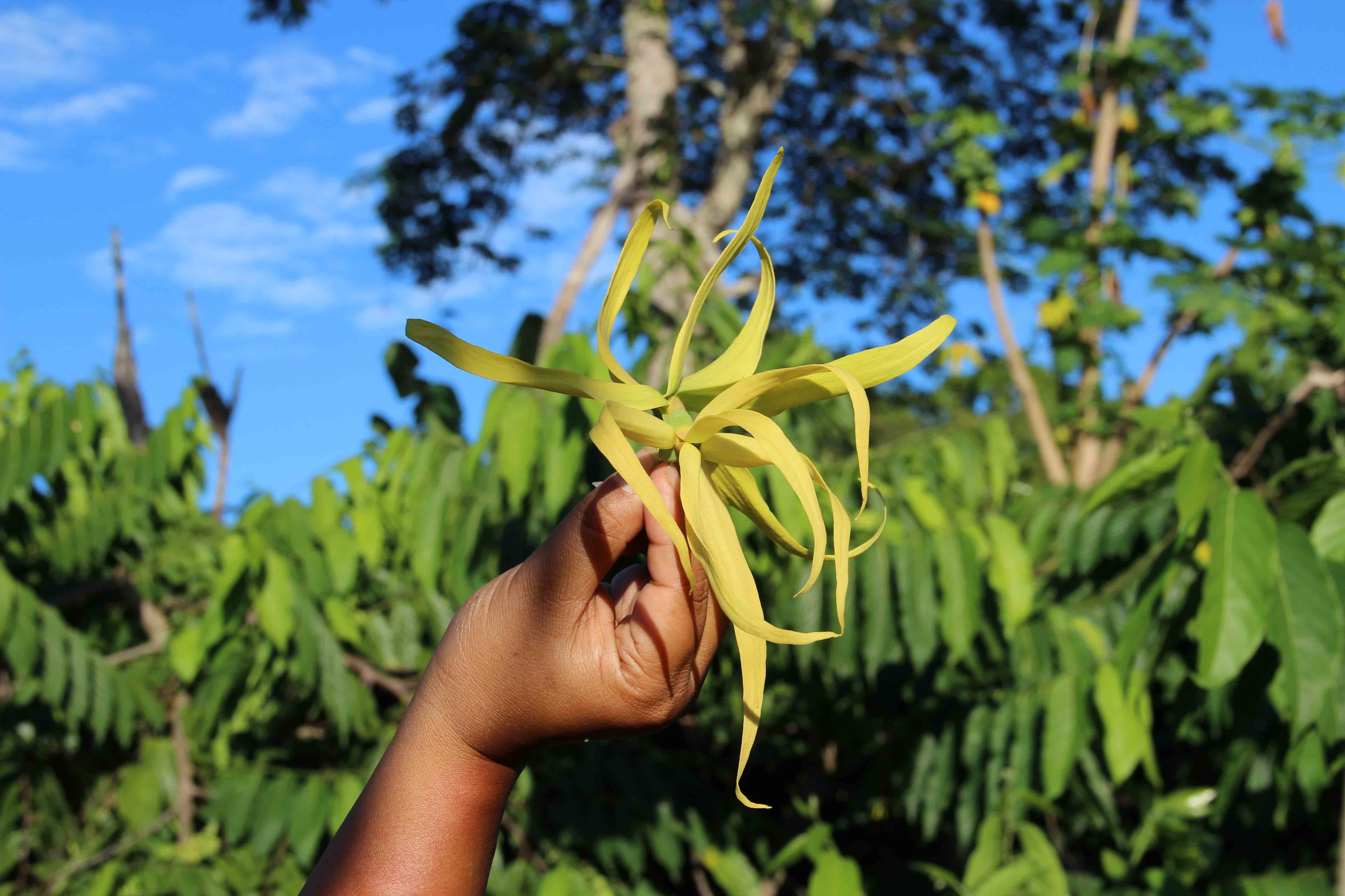 Ylang Ylang So Good They Named it Twice!
