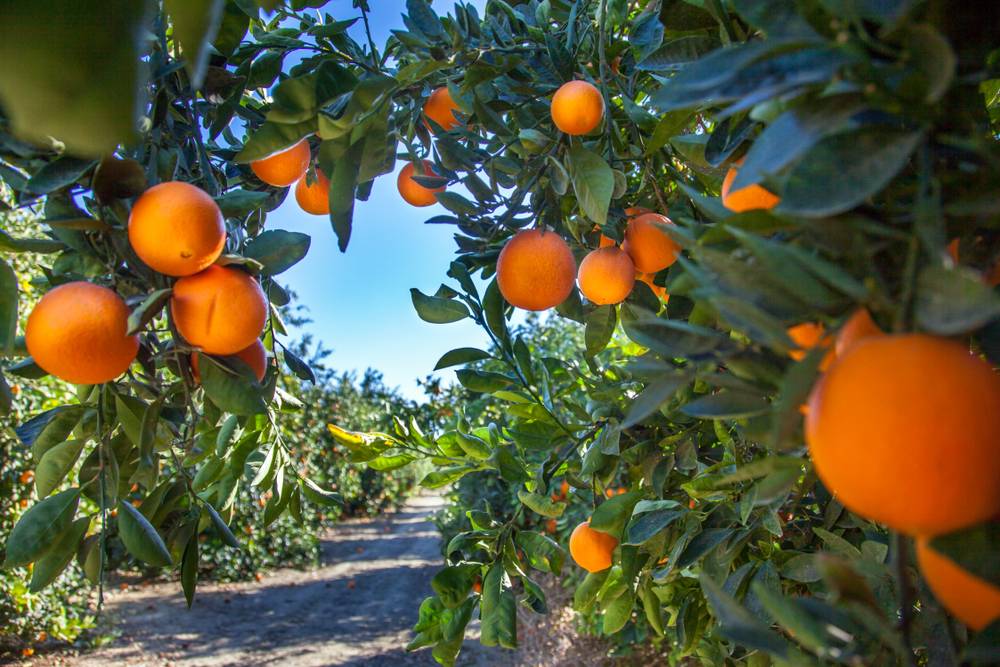 shutterstock citrus growing