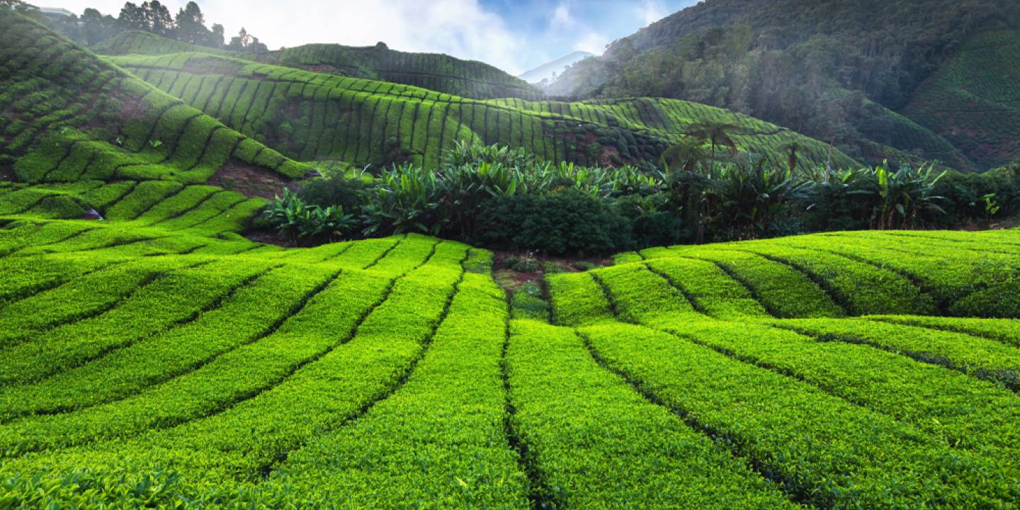 tea garden