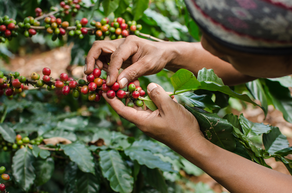 Coffee beans