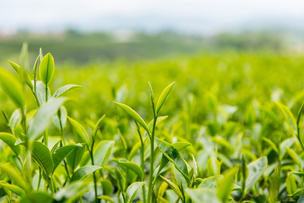 tea leaves in a field