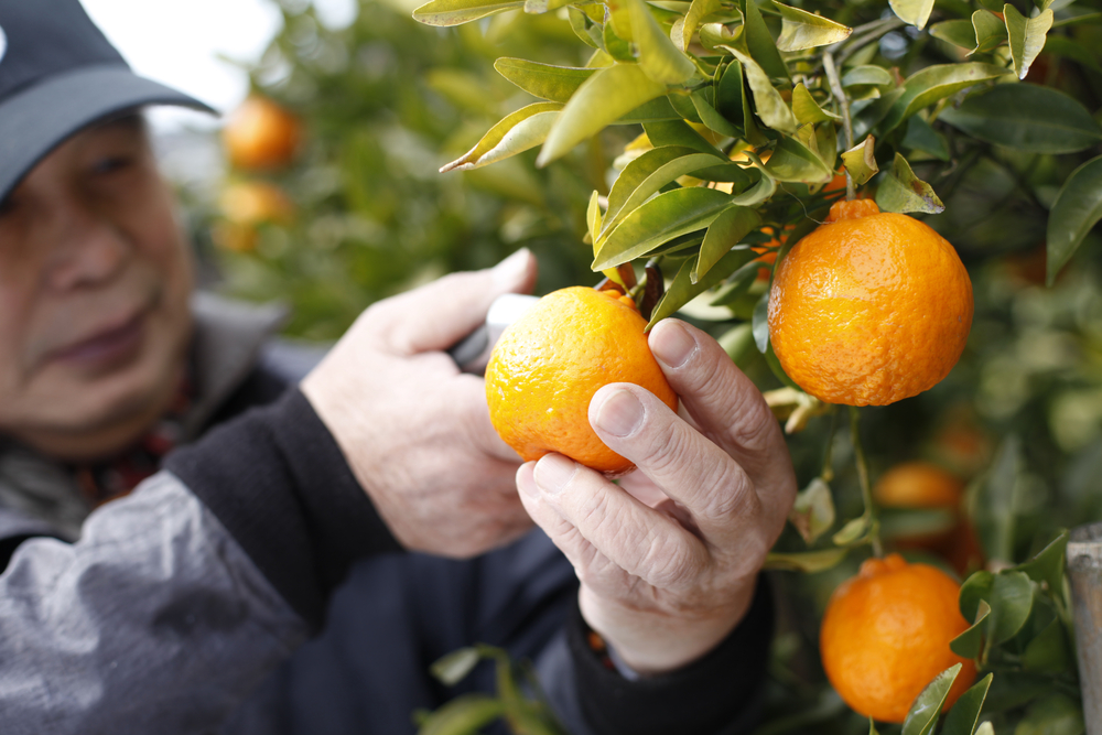 Orange farmer