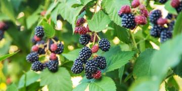 Ingredient Insight: Blackberry