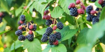 Ingredient Insight: Blackberry