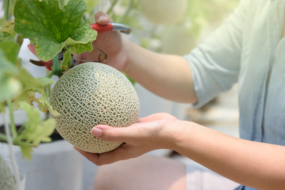 Holding a cantaloupes