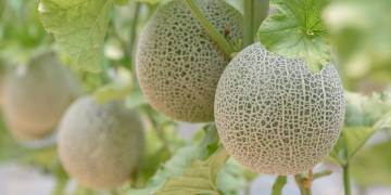 Ingredient Insight: Cantaloupe
