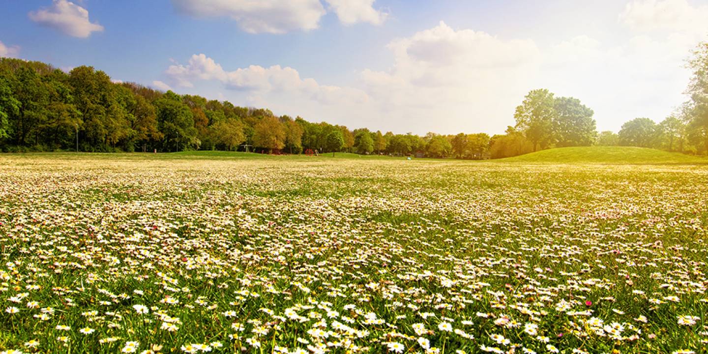 chamomile