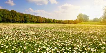 Ingredient Insight: Chamomile