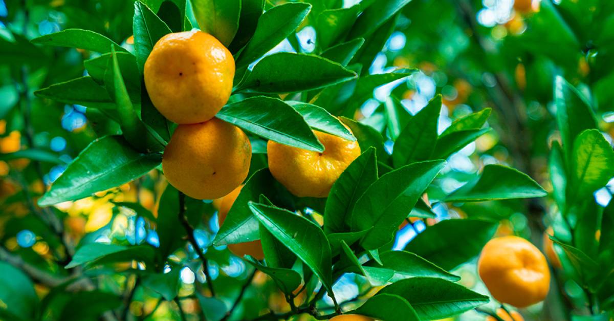 The Clementine