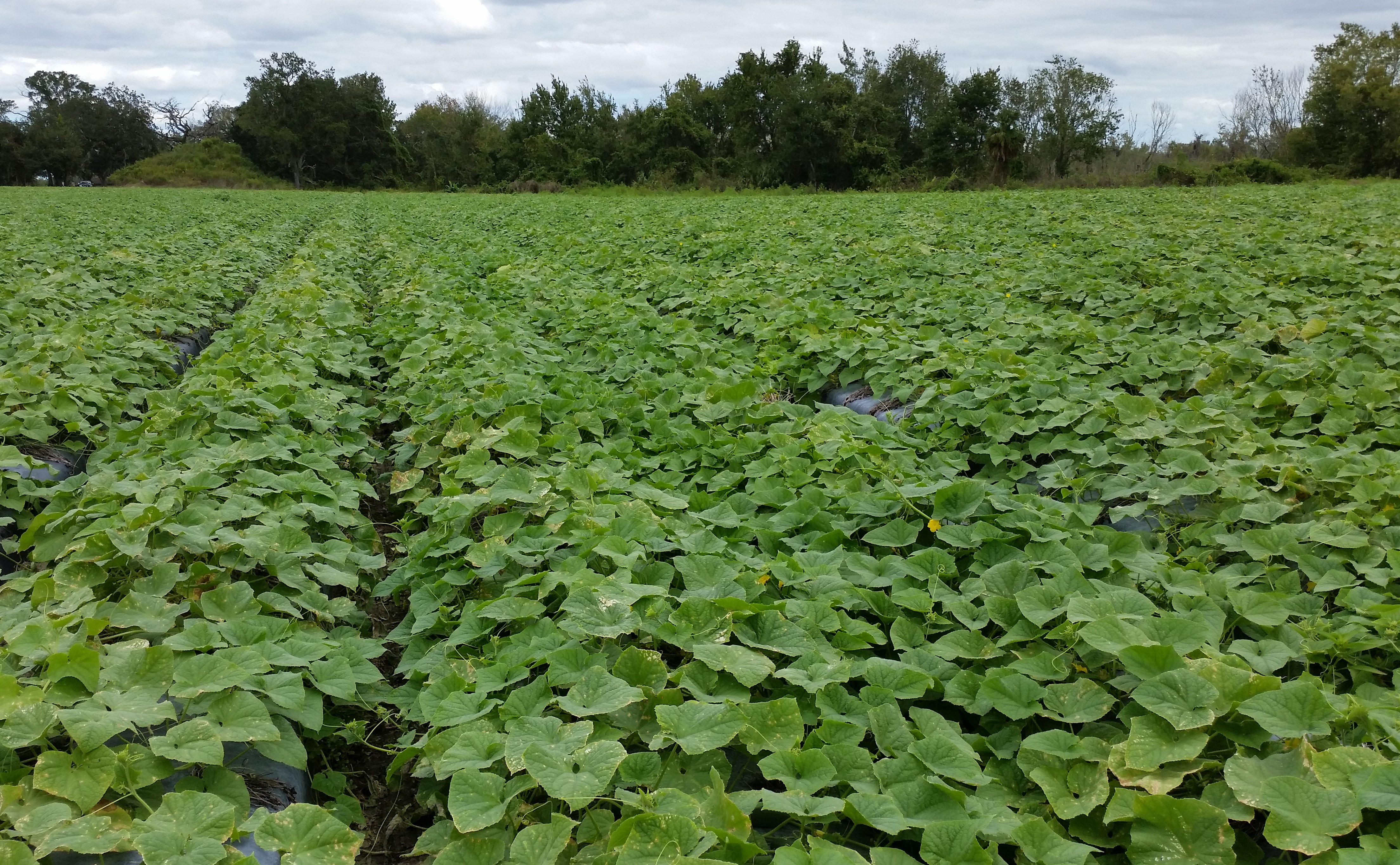 Cucumber field