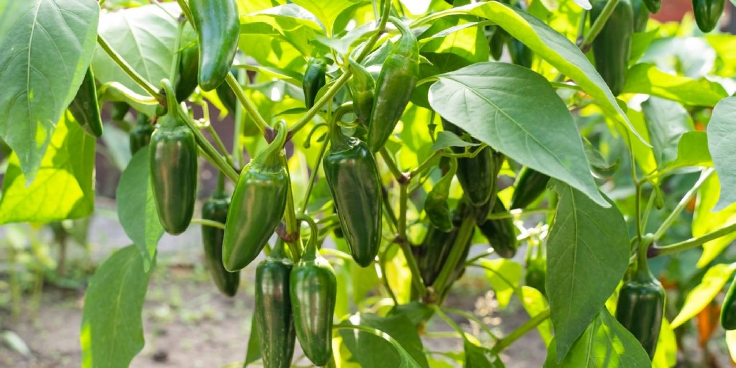 jalapeno tree