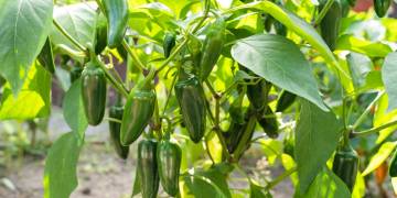 Ingredient Insight: Jalapeño