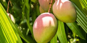 Ingredient Insight: Mango