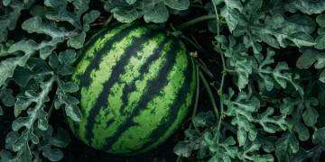 Ingredient Insight: Watermelon
