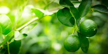 Limes: everything you need to know