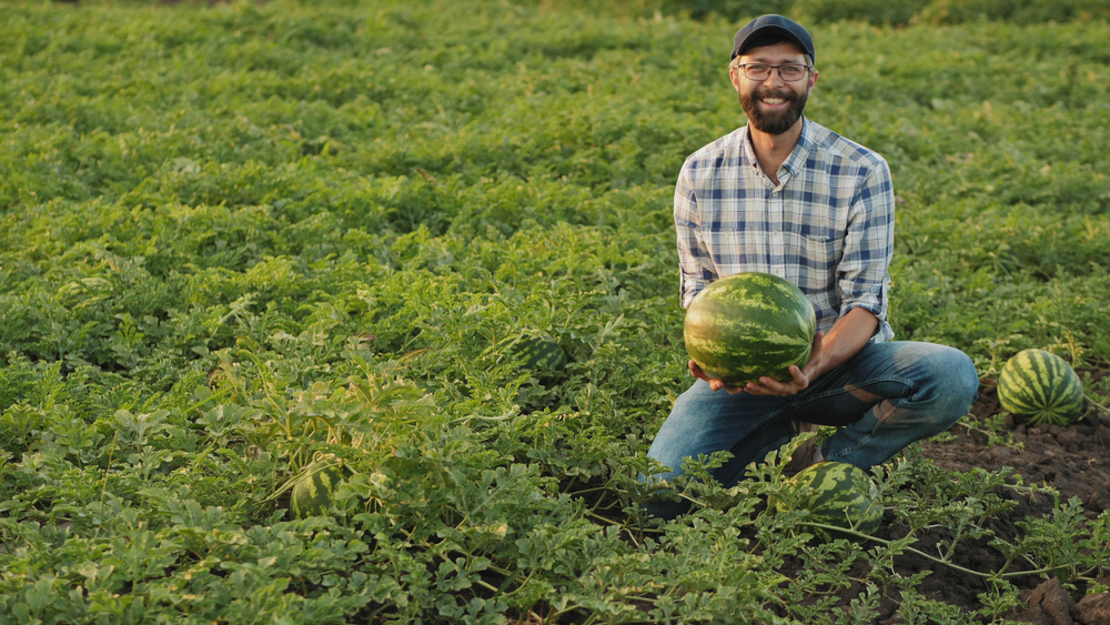 Watermelon Farmer Watermelon Farmer