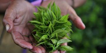 Tea Varietal Focus: Darjeeling