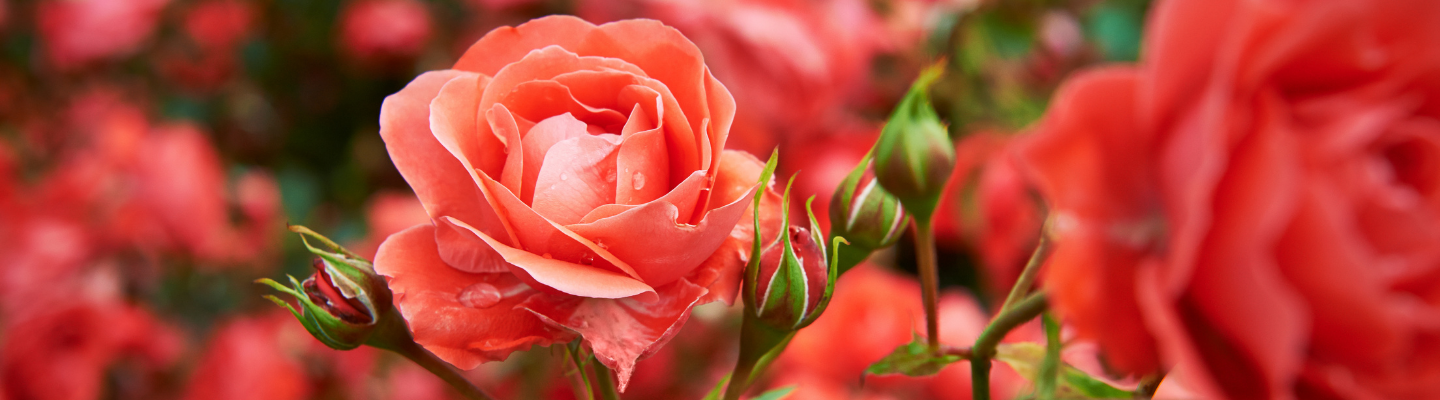 blog header 1