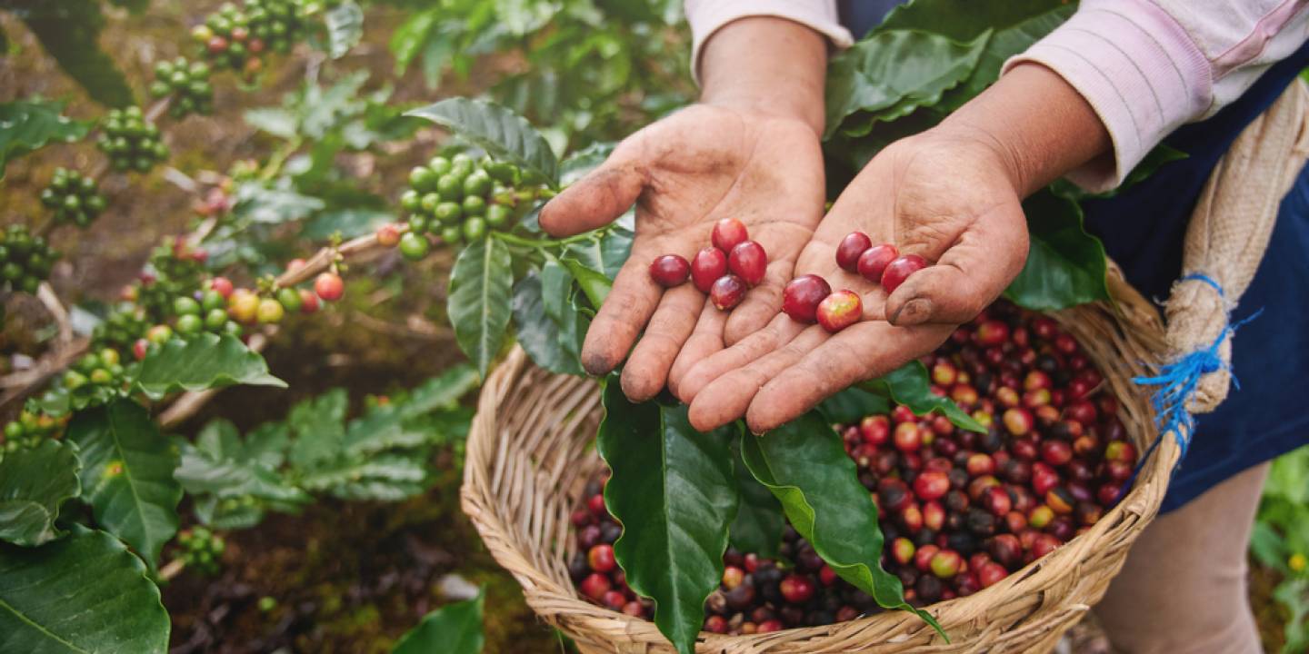 How Do Coffee Beans Grow?