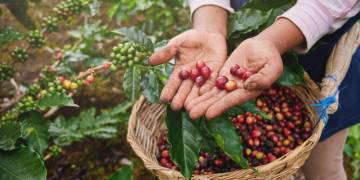 The journey of the coffee bean: from seed to cup in 9 steps