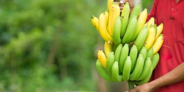 Ingredient Insight: Banana