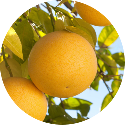 Grapefruit