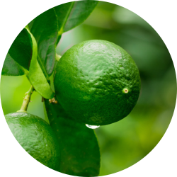 Lime