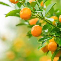 Tangerine