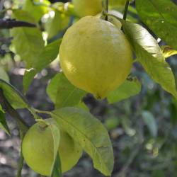 Bergamot