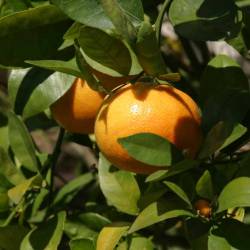Mandarin