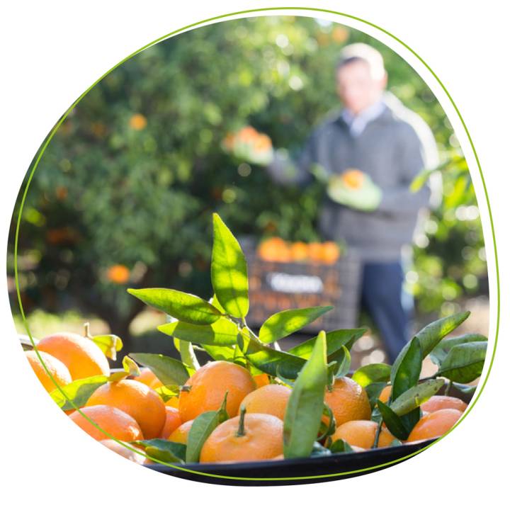 sustainability-citrus.jpg