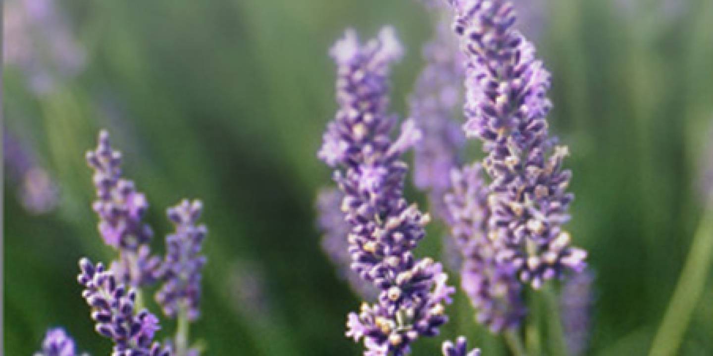 lavender