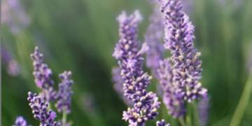 THE COLOUR PURPLE
